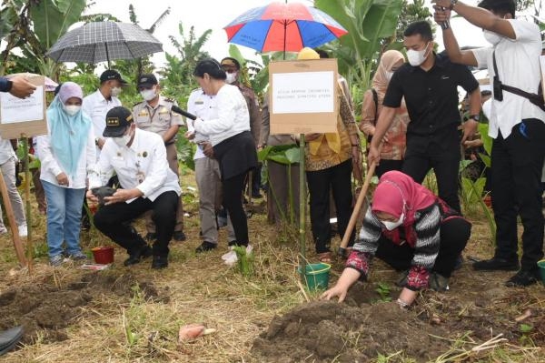 TANAM ANDALIMAN Ketua Dewan Rempah Indonesia Sumut Harapkan Kementan Bantu Mengglobalkan Andaliman